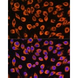 Immunofluorescence - Anti-IL-23R Antibody (A13549) - Antibodies.com