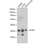 Western Blot - Anti-SPARC Antibody (A1615) - Antibodies.com