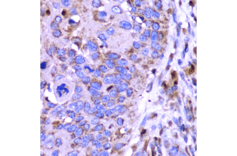 Immunohistochemistry - Anti-SPARC Antibody (A1615) - Antibodies.com