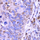 Immunohistochemistry - Anti-SPARC Antibody (A1615) - Antibodies.com