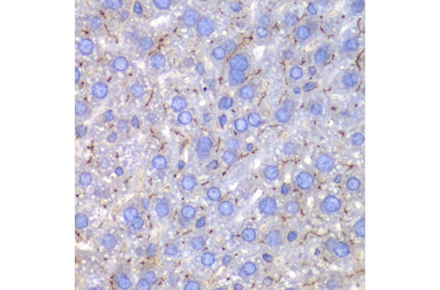 Immunohistochemistry - Anti-SPARC Antibody (A1615) - Antibodies.com