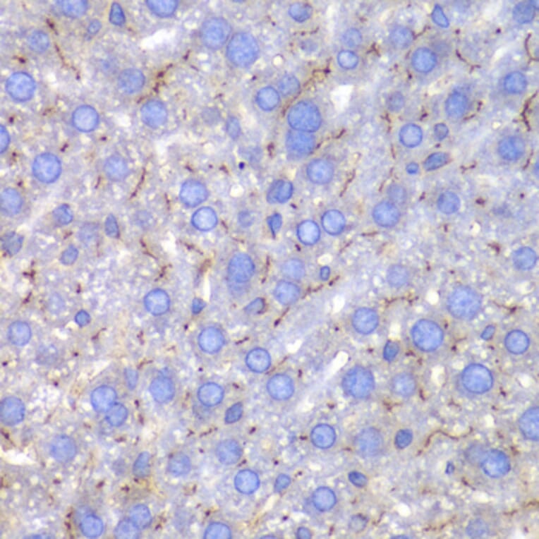 Immunohistochemistry - Anti-SPARC Antibody (A1615) - Antibodies.com