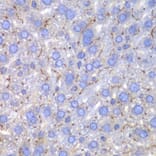 Immunohistochemistry - Anti-SPARC Antibody (A1615) - Antibodies.com