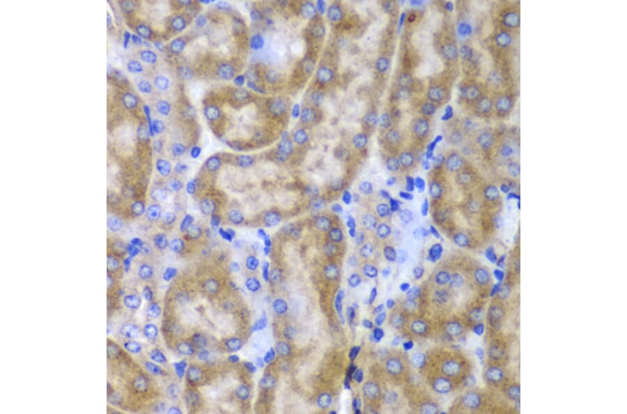 Immunohistochemistry - Anti-SPARC Antibody (A1615) - Antibodies.com