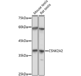 Western Blot - Anti-CSNK2A2 Antibody (A13551) - Antibodies.com