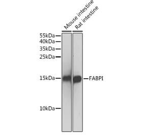Western Blot - Anti-I-FABP Antibody (A13553) - Antibodies.com