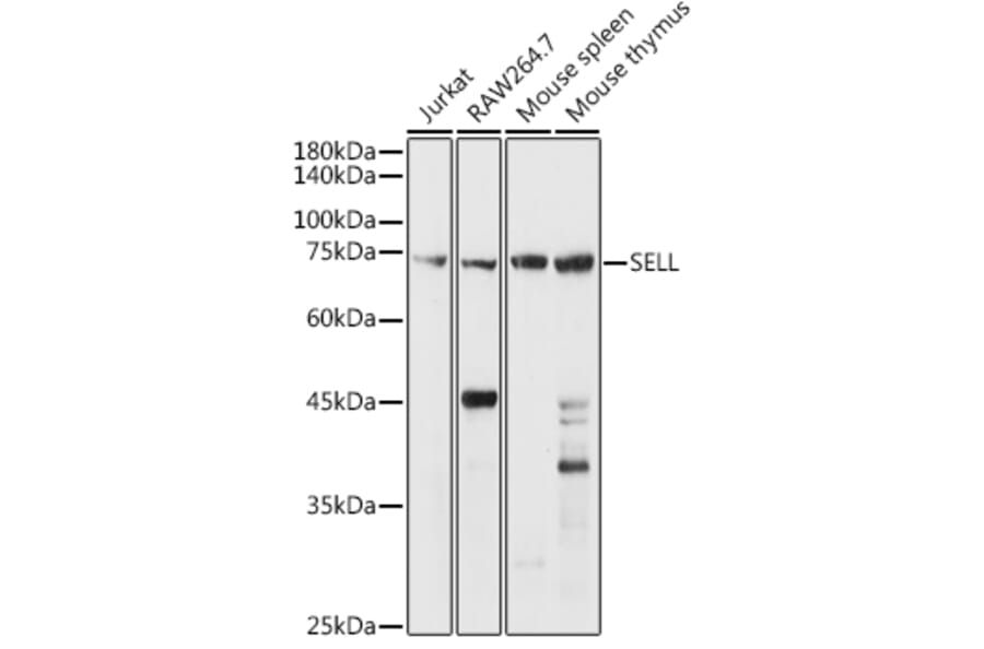 Western Blot - Anti-CD62L Antibody (A13554) - Antibodies.com