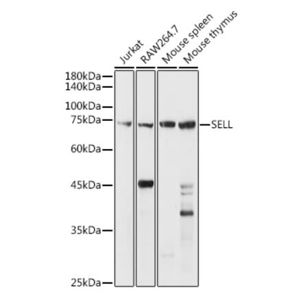 Western Blot - Anti-CD62L Antibody (A13554) - Antibodies.com