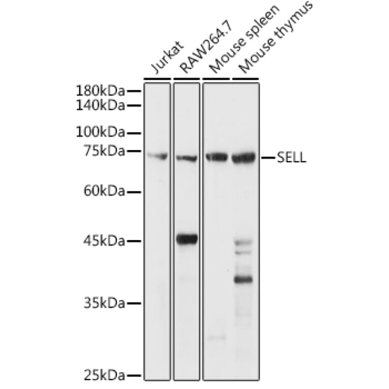 Western Blot - Anti-CD62L Antibody (A13554) - Antibodies.com