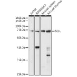 Western Blot - Anti-CD62L Antibody (A13554) - Antibodies.com