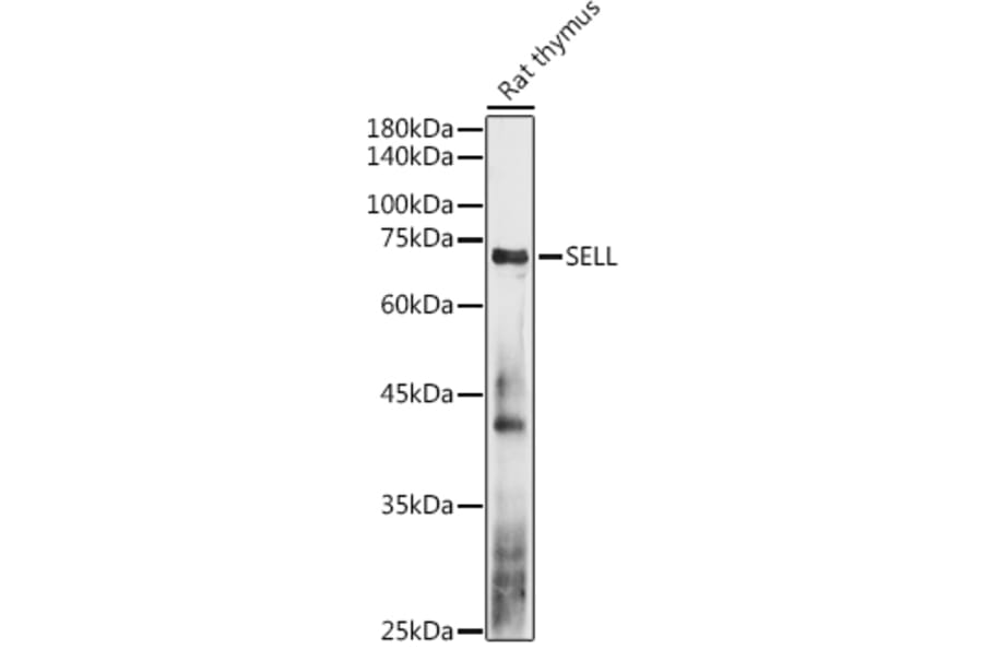 Western Blot - Anti-CD62L Antibody (A13554) - Antibodies.com