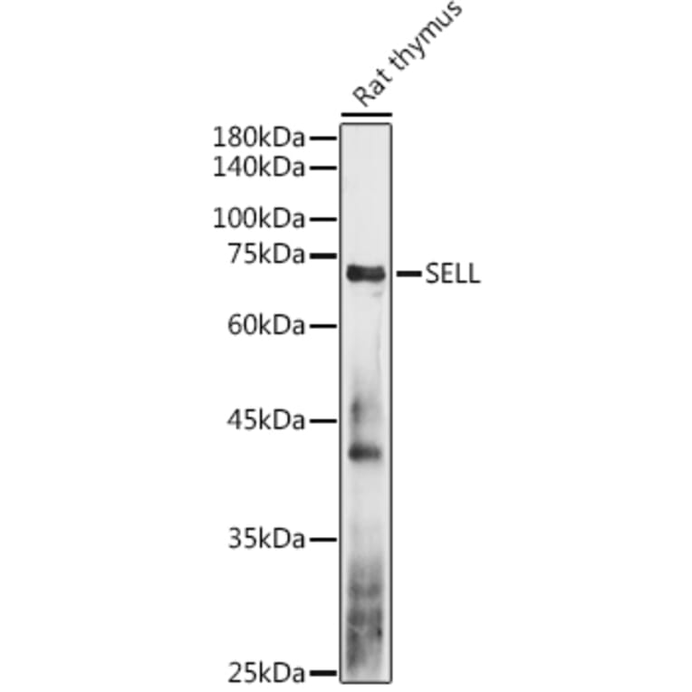 Western Blot - Anti-CD62L Antibody (A13554) - Antibodies.com