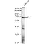 Western Blot - Anti-CD62L Antibody (A13554) - Antibodies.com