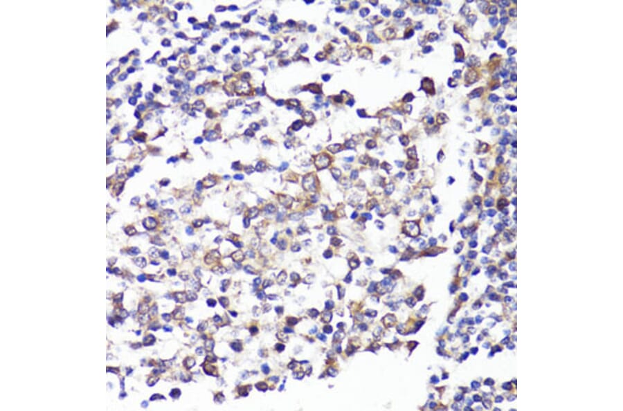 Immunohistochemistry - Anti-CD62L Antibody (A13554) - Antibodies.com