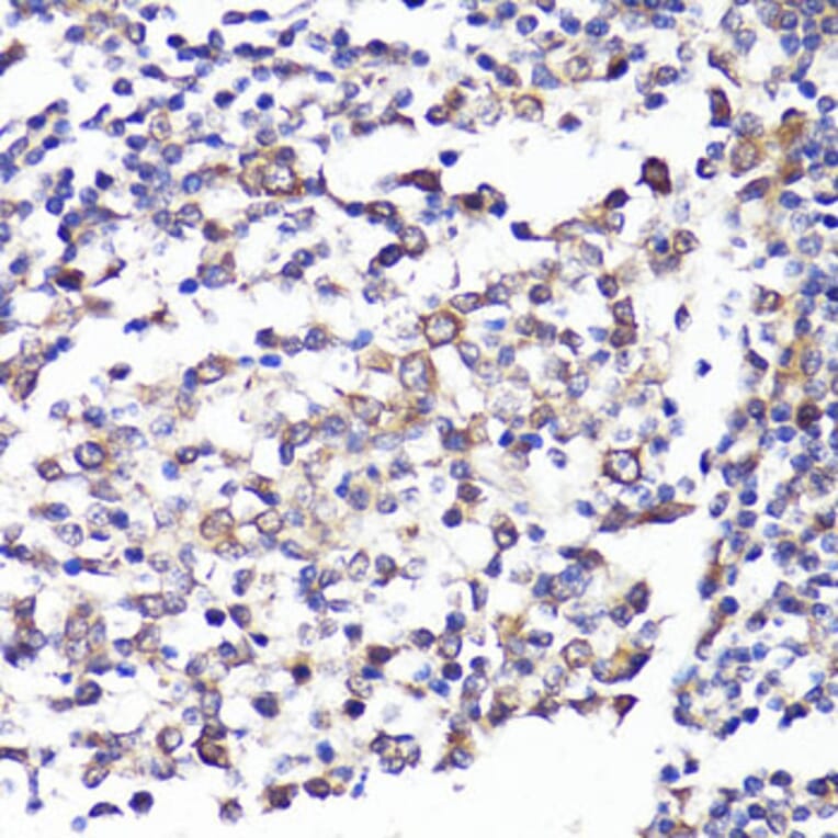 Immunohistochemistry - Anti-CD62L Antibody (A13554) - Antibodies.com