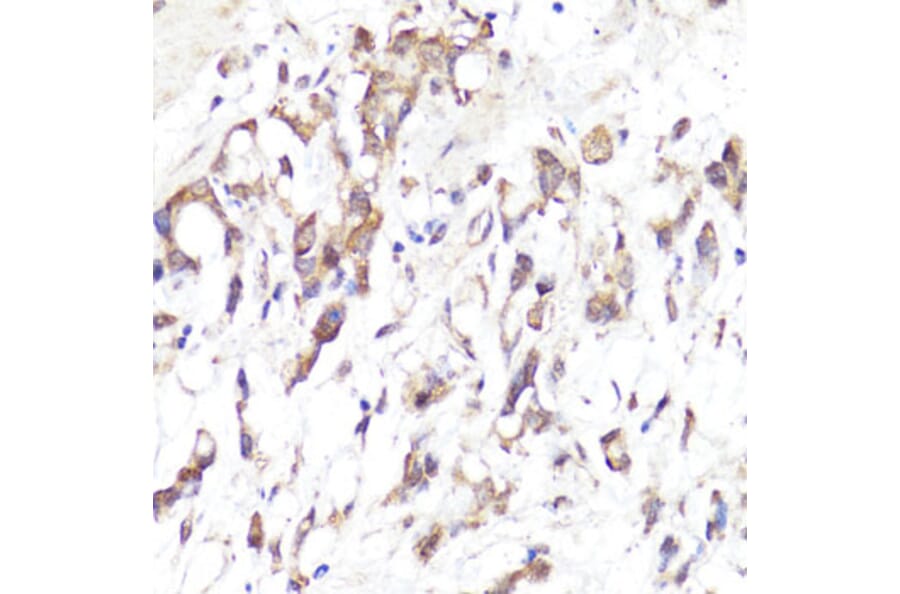 Immunohistochemistry - Anti-CD62L Antibody (A13554) - Antibodies.com