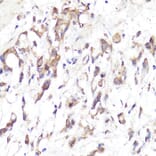 Immunohistochemistry - Anti-CD62L Antibody (A13554) - Antibodies.com