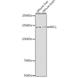 Western Blot - Anti-RFC1 Antibody (A13557) - Antibodies.com