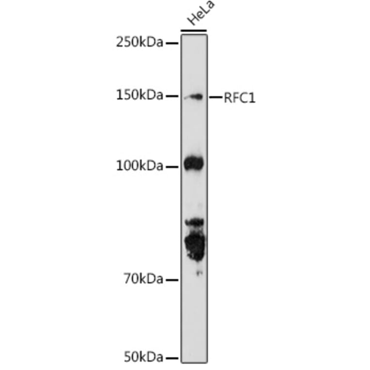Western Blot - Anti-RFC1 Antibody (A13557) - Antibodies.com