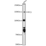 Western Blot - Anti-RFC1 Antibody (A13557) - Antibodies.com