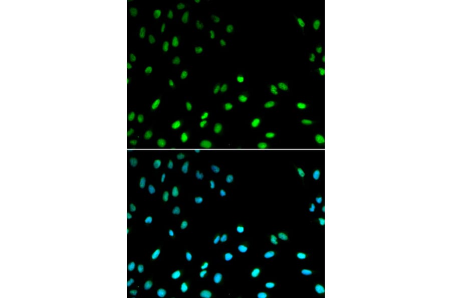 Immunofluorescence - Anti-RFC1 Antibody (A13557) - Antibodies.com