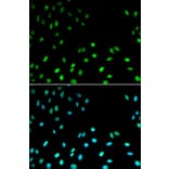 Immunofluorescence - Anti-RFC1 Antibody (A13557) - Antibodies.com