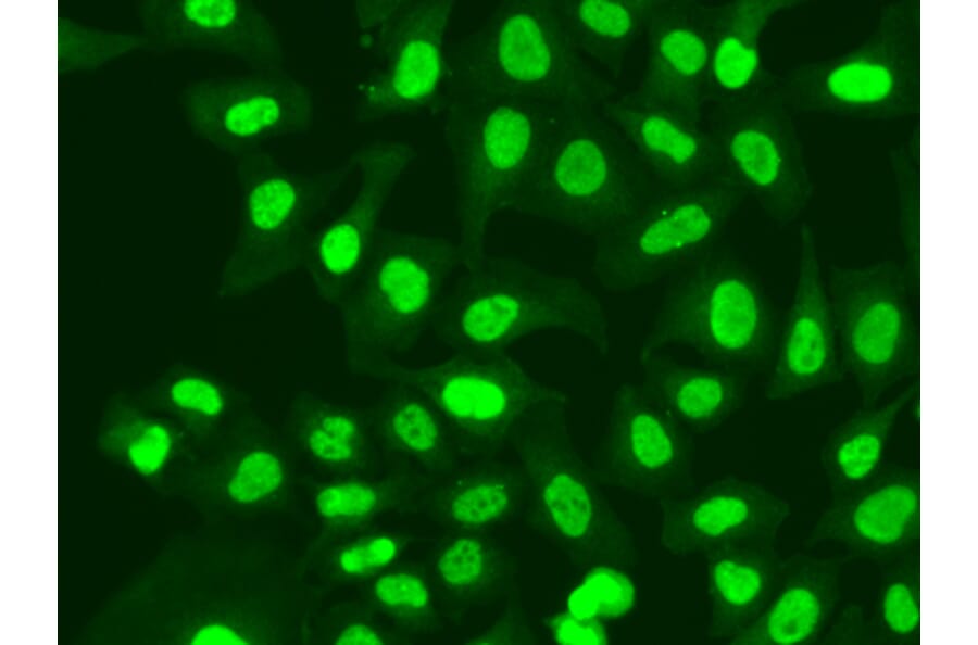 Immunofluorescence - Anti-RFC1 Antibody (A13557) - Antibodies.com