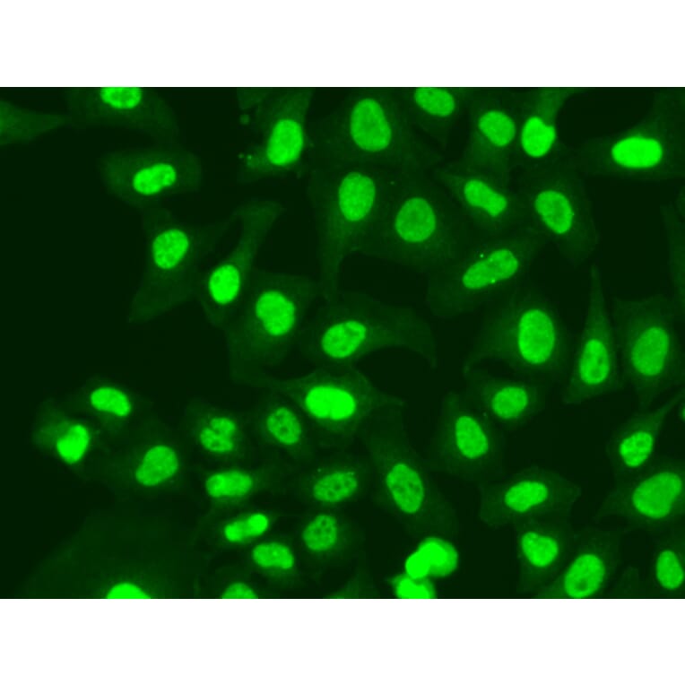 Immunofluorescence - Anti-RFC1 Antibody (A13557) - Antibodies.com