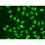 Immunofluorescence - Anti-RFC1 Antibody (A13557) - Antibodies.com