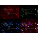 Immunofluorescence - Anti-XPA Antibody (A1626) - Antibodies.com