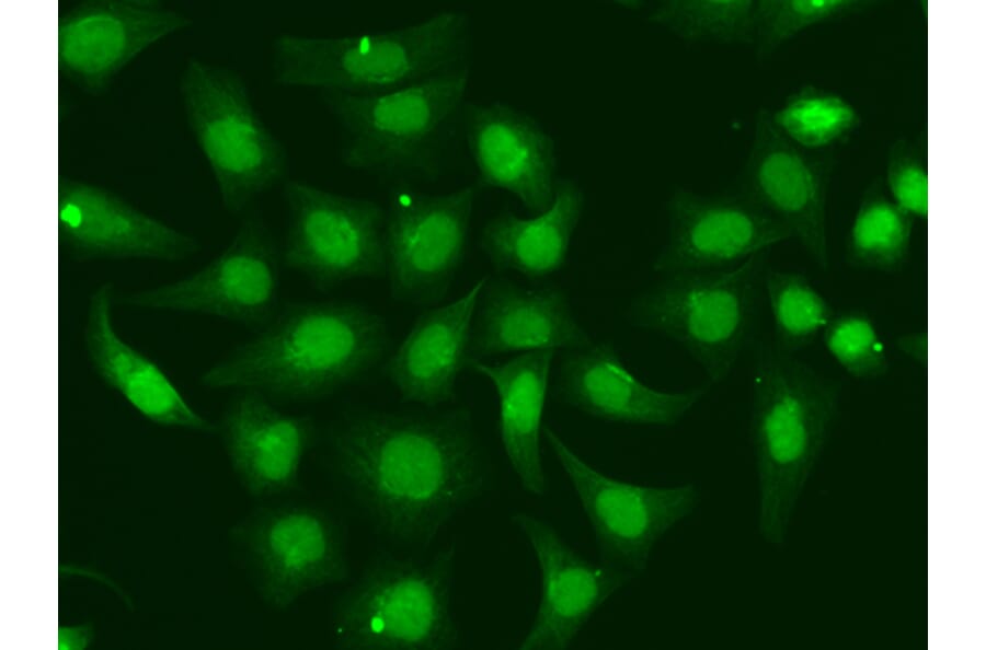 Immunofluorescence - Anti-XPA Antibody (A1626) - Antibodies.com