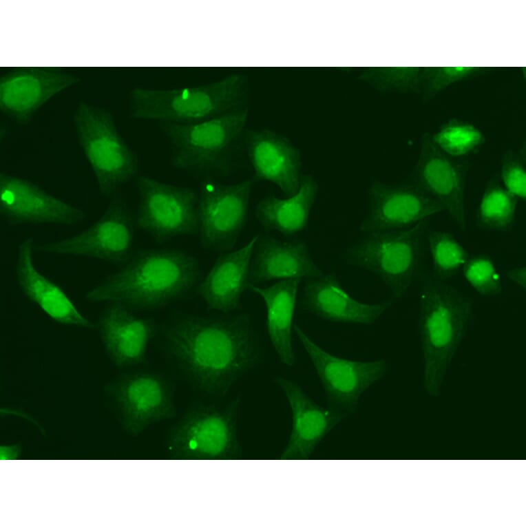 Immunofluorescence - Anti-XPA Antibody (A1626) - Antibodies.com