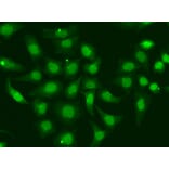 Immunofluorescence - Anti-XPA Antibody (A1626) - Antibodies.com