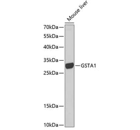 Western Blot - Anti-GSTA1 Antibody (A13559) - Antibodies.com