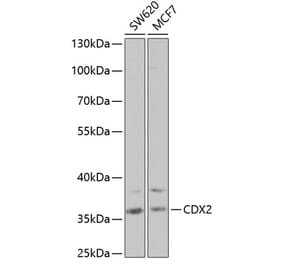 Western Blot - Anti-CDX2 Antibody (A13560) - Antibodies.com