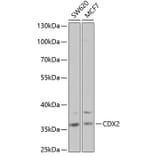 Western Blot - Anti-CDX2 Antibody (A13560) - Antibodies.com