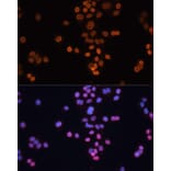 Immunofluorescence - Anti-CDX2 Antibody (A13560) - Antibodies.com