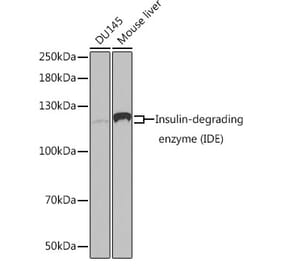 Western Blot - Anti-Insulin degrading enzyme / IDE Antibody (A13561) - Antibodies.com