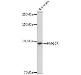 Western Blot - Anti-HMGCR Antibody (A13564) - Antibodies.com