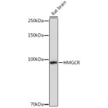 Western Blot - Anti-HMGCR Antibody (A13564) - Antibodies.com