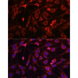 Immunofluorescence - Anti-HMGCR Antibody (A13564) - Antibodies.com
