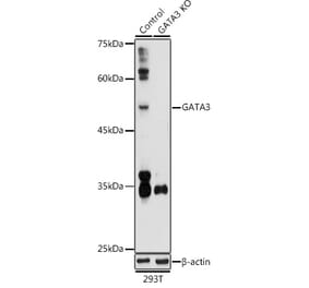 Western Blot - Anti-GATA3 Antibody (A13567) - Antibodies.com