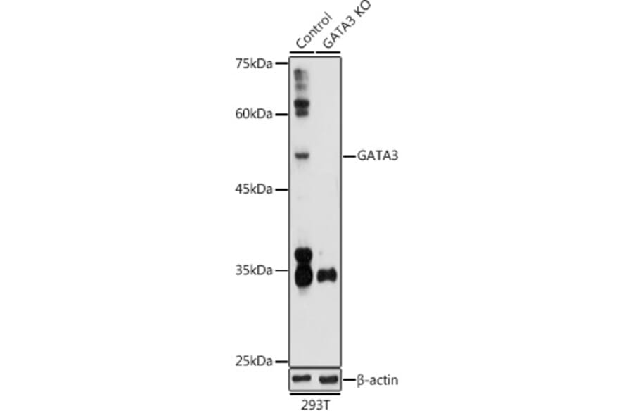 Western Blot - Anti-GATA3 Antibody (A13567) - Antibodies.com