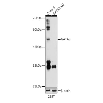 Western Blot - Anti-GATA3 Antibody (A13567) - Antibodies.com