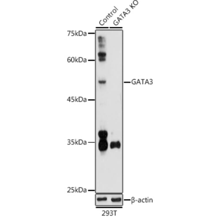 Western Blot - Anti-GATA3 Antibody (A13567) - Antibodies.com