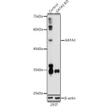 Western Blot - Anti-GATA3 Antibody (A13567) - Antibodies.com