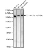 Western Blot - Anti-CD11a Antibody (A13570) - Antibodies.com