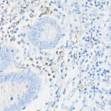 Immunohistochemistry - Anti-CD11a Antibody (A13570) - Antibodies.com