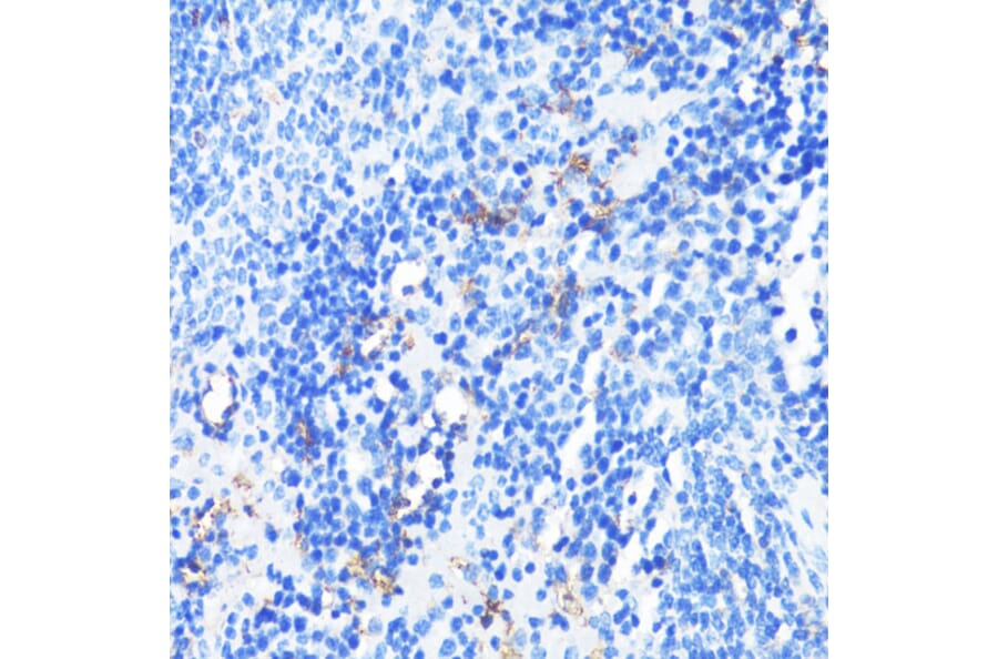 Immunohistochemistry - Anti-CD11a Antibody (A13570) - Antibodies.com