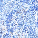 Immunohistochemistry - Anti-CD11a Antibody (A13570) - Antibodies.com